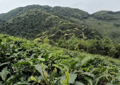 西藏寺院喝普洱茶嗎