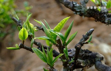 茶葉大盤指數(shù)