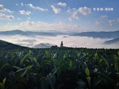 普洱最佳飲用年份