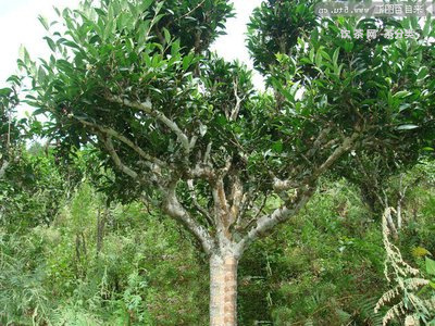 泡普洱茶好處和壞處