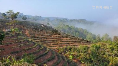 青島熟普洱茶招商