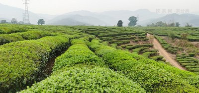 標(biāo)聘號普洱茶價格