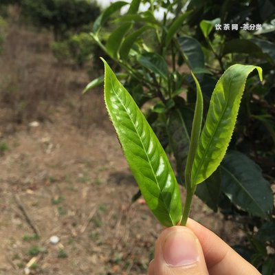 糯香普洱茶