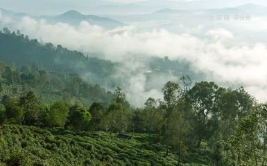 煮茶普洱茶和水比例