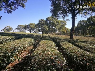 關(guān)于普洱茶的傳