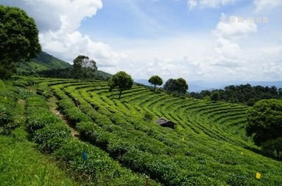 昆明超市有賣普洱茶