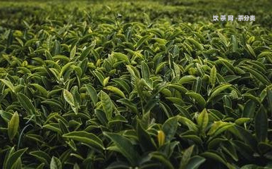 老班章山東總代理