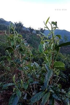 云南普洱茶屬什么茶類類型？