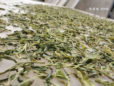 普洱茶有機(jī)大白菜商標(biāo)