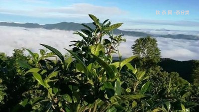 普洱茶洗臉會(huì)變黑嗎