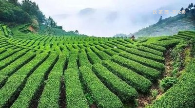 普洱茶對女生的好處