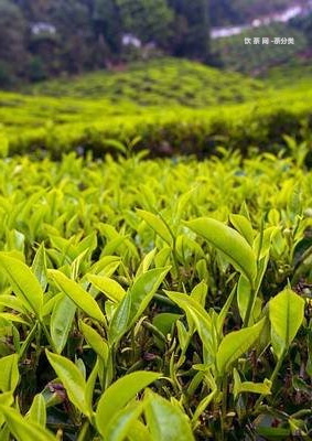 普洱茶里面有樹枝