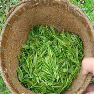 冬天下雨普洱茶存