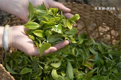 茶國一號普洱茶