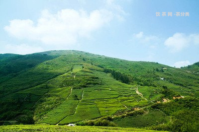 普洱茶含有兒茶素類化合物嗎