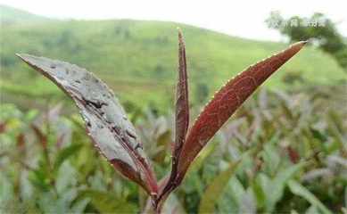 勐庫(kù)七子餅茶