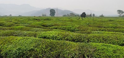 宮廷熟普洱茶產地