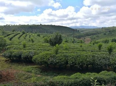 人參和普洱茶能一起喝嗎