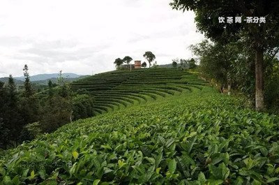 茉莉花茶碎銀子