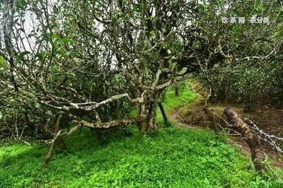 云普洱茶優(yōu)質(zhì)標(biāo)題和標(biāo)題類型的分析