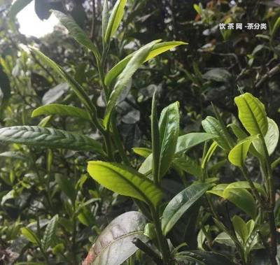 緬甸古樹普洱茶