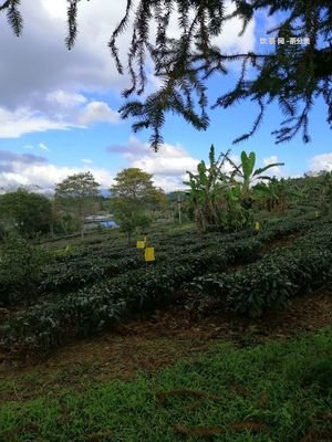 緬甸野人山古樹茶