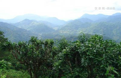 普洱茶中的山野氣韻