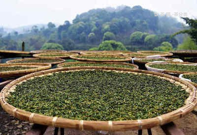 熟普洱茶餅泡茶方法