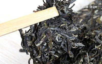 老海塘古樹茶