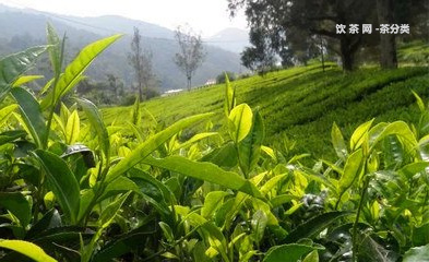 婚禮用普洱茶餅