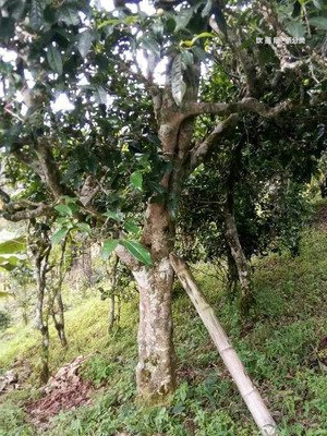 熟普洱茶等級劃分與價格