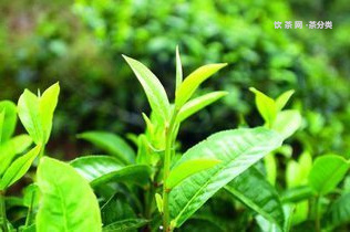 綠水塘屬于哪個(gè)茶區(qū)？古樹(shù)茶口感特點(diǎn)和價(jià)格！