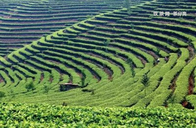 云南的茶葉品牌排行榜