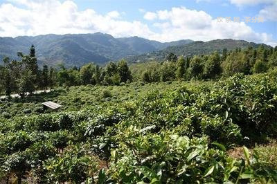 茶馬世家茶葉怎么樣