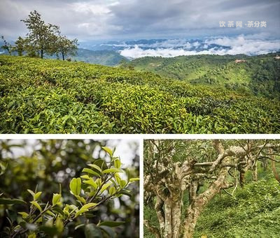 普洱市興偉茶廠茶葉怎么樣