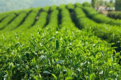 鳳慶滇紅布朗普洱茶