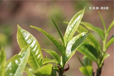 茶晶石普洱茶碎銀子