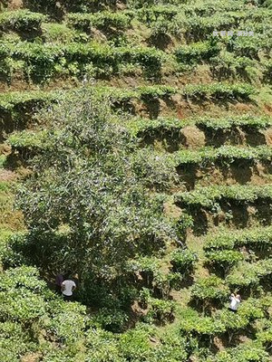 和普洱茶相似的綠茶