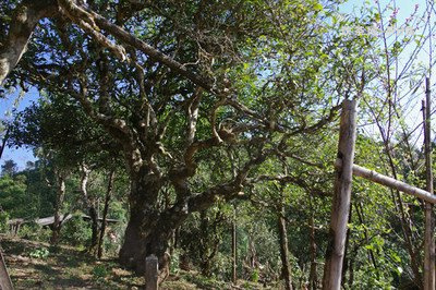 下關(guān)生茶好還是熟茶好