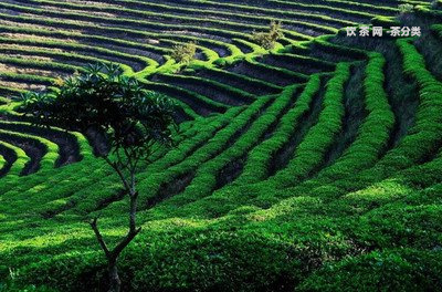 蘋果普洱茶紅棗可以一起煮嗎