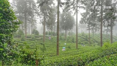 普洱茶沖泡后茶色黑