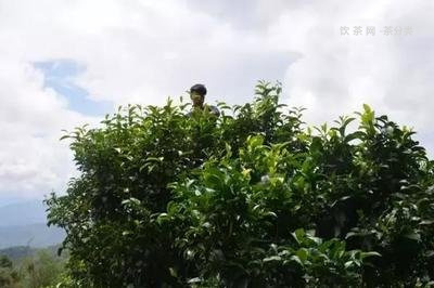 金潤茶業(yè)普洱茶價格