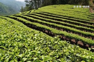 西雙版納普洱茶區(qū)茶山分布