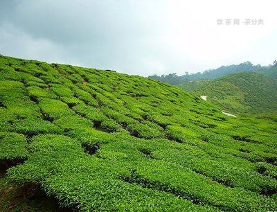 普洱永明茶葉班章