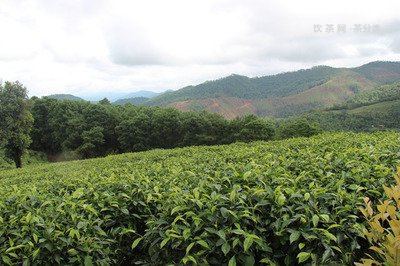 貴港熟普洱茶加盟