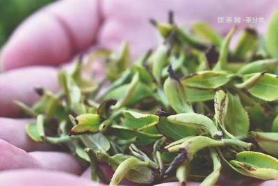 普洱蟲(chóng)屎茶多少錢一斤