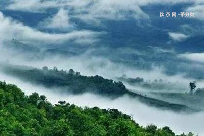 佤山映象普洱茶價格