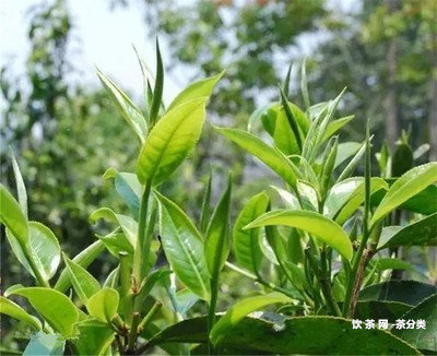 綠水塘屬于哪個(gè)茶區(qū)？古樹(shù)茶口感特點(diǎn)和價(jià)格！