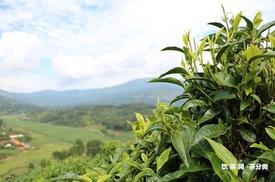 雨林古樹茶價(jià)目表