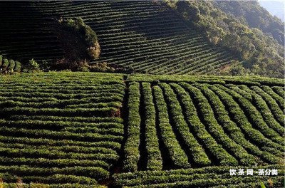 那罕古樹茶多少錢一斤